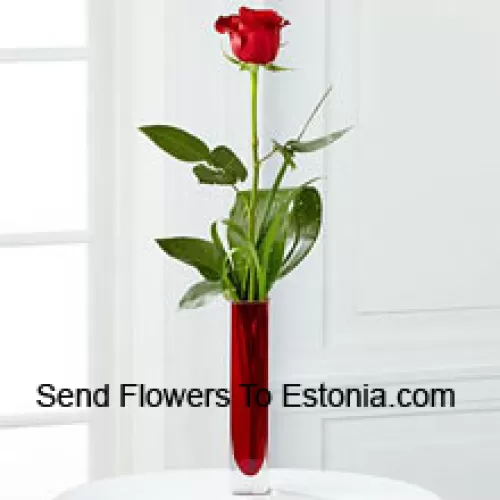Una singola rosa rossa in un vasetto di provetta rosso (ci riserviamo il diritto di sostituire il vaso in caso di non disponibilità. Scorte limitate)